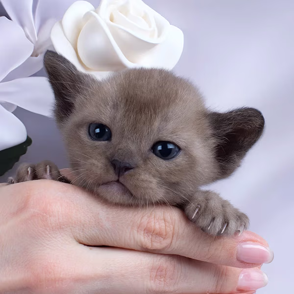 Burmese kitten